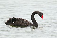 Black Swan